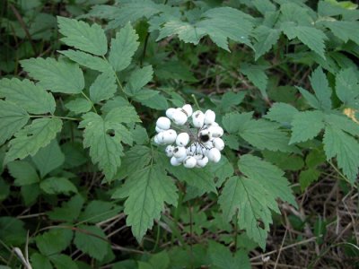 p.136 Flora of NB