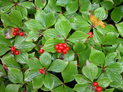 p 320 Flora of NB