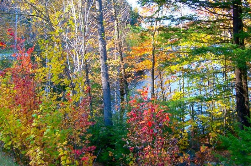 Autumn @ Wyman Lake in Maine