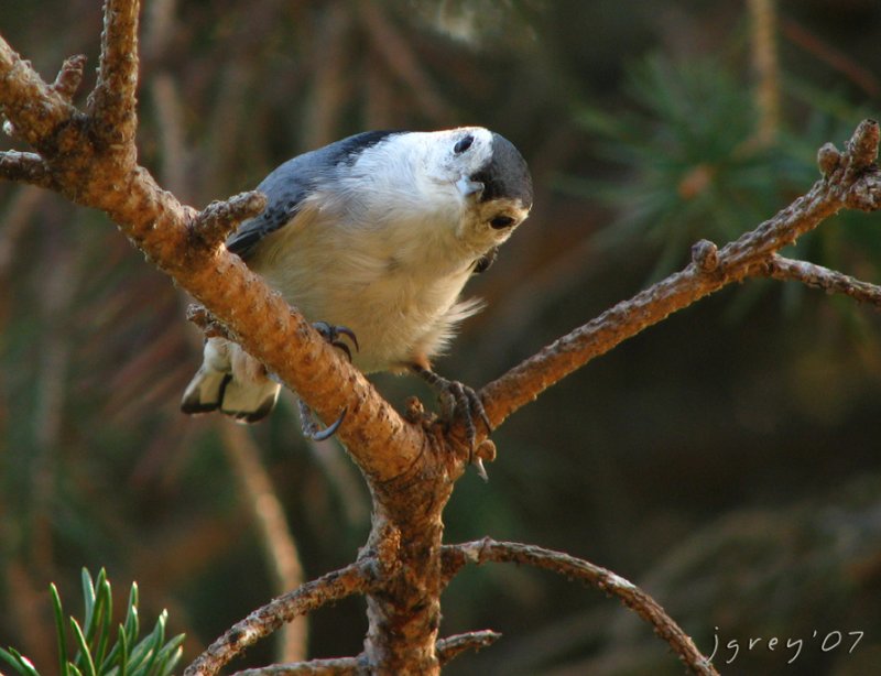 Inquisitive