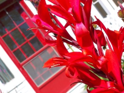 Red Lily, Red Door