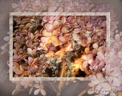 Hydrangea Blossoms