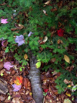 Forest Christmas Tree