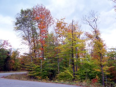 Happy Trees