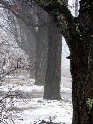 Foggy Tree-Row