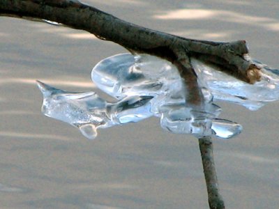 Frozen Duck On A Limb?