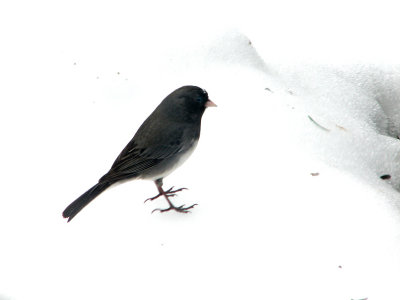 Lonely Junco