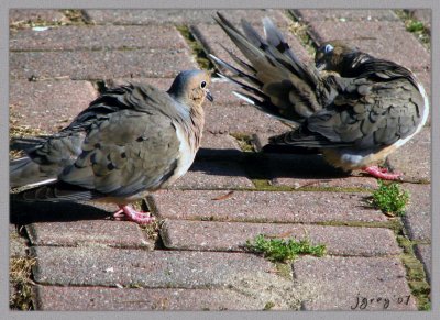 Still Preening?