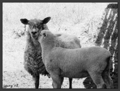 Kiss-Kiss, I Luv Ewe