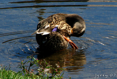 Exercise In Preening