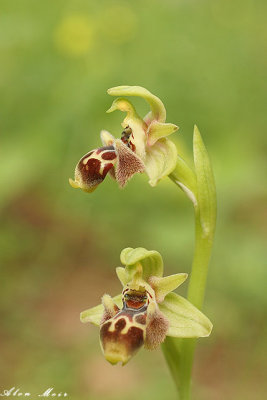 Ophrys umbilicata 3