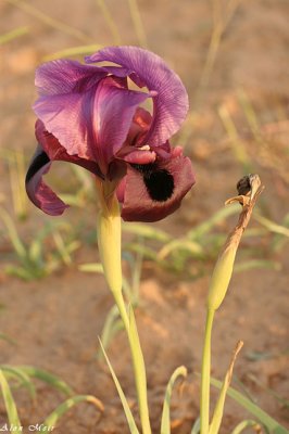 Iris mariae- 