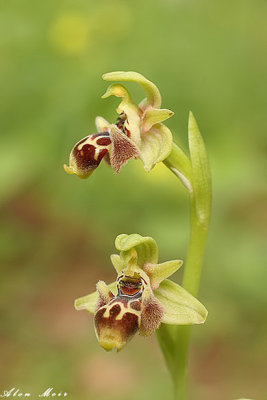  Ophrys umbilicata