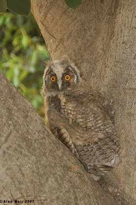 Long eared Owl- Asio otus