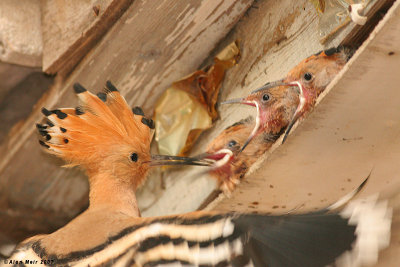 Upupa epops : Nestling feeding  1498
