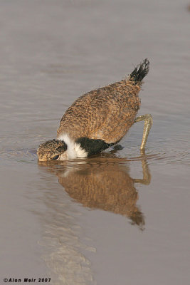 Spur-winged Lapwing  2-3 week's chick 2417