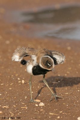 Spur-winged Lapwing  2-3 week's chick near puddel 2393