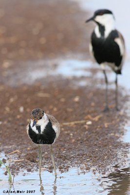 Spur-winged Lapwing  2-3 week's chick 2384