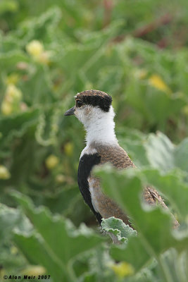 Spur-winged Lapwing  2-3 week's chick 2355