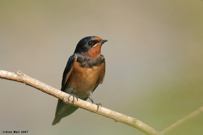 Barn Swallow-Hirundo rustica Transitiva 2519