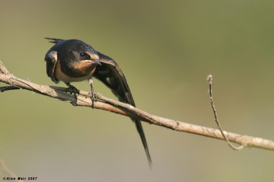 Barn Swallow-Hirundo rustica 2516