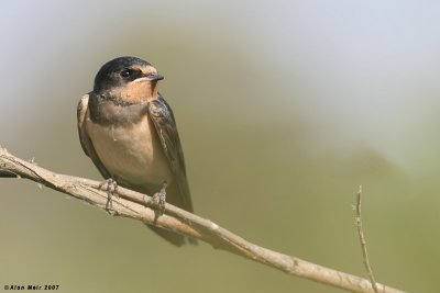 Barn Swallow-Hirundo rustica 2495 1