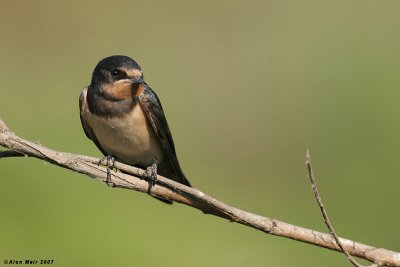 Barn Swallow-Hirundo rustica 2488