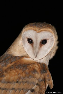 Barn_owl Tyto alba 2647