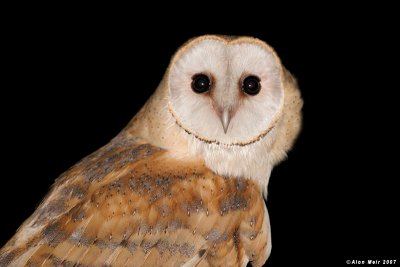 Barn_owl Tyto alba 2648