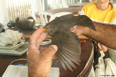 Black bird female 5884