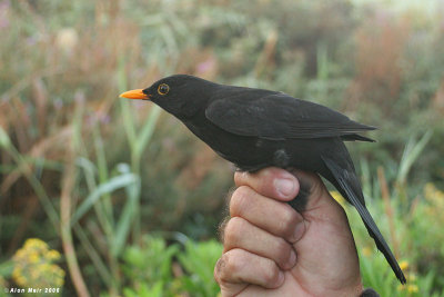 Black bird  male 6465 copy.jpg