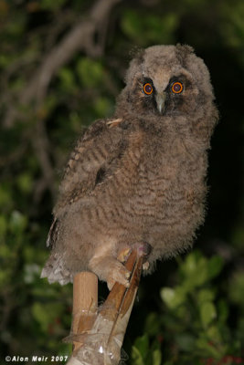 nestling of Long eared Owl- Asio otus 0625