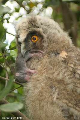  Long eared Owl- Asio otus 0635