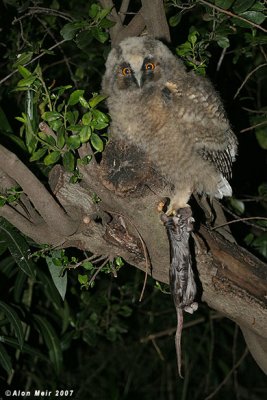 Long eared Owl with rat  0692