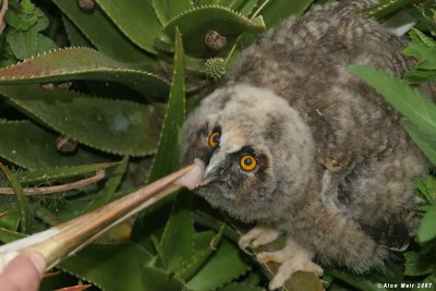 nestling of Long eared Owl- Asio otus 0376