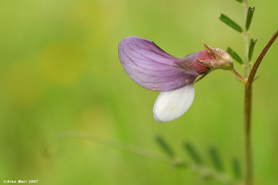 Vicia palaestina 9606  