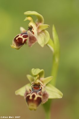 Ophrys umbilicata 9465