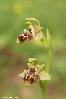 Ophrys umbilicata 9480
