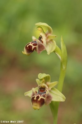 IMG_9478 copy.jpg   Ophrys umbilicata