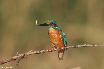King_fisher  4396 Alcedo atthis