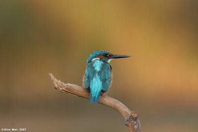 King_fisher  4451  Alcedo atthis