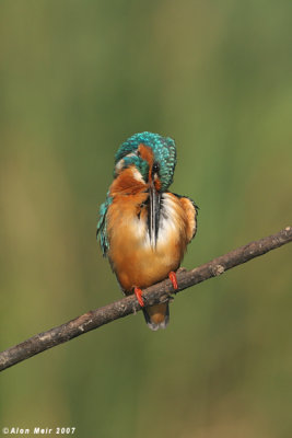 King_fisher   4368  Alcedo atthis