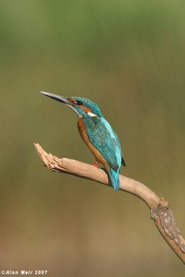 King_fisher   4333  Alcedo atthis