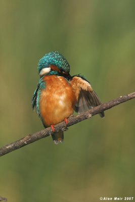 King_fisher   4364  Alcedo atthis