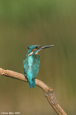 King_fisher  4328  Alcedo atthis