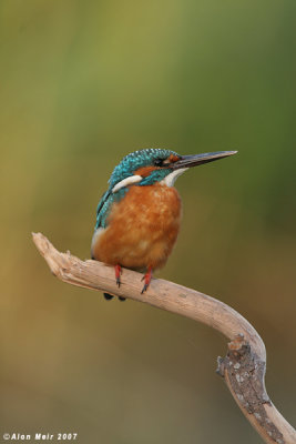 King_fisher  4628 Alcedo atthis