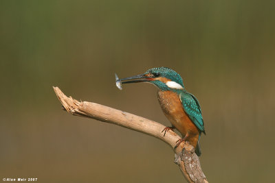 King_fisher  4584  Alcedo atthis