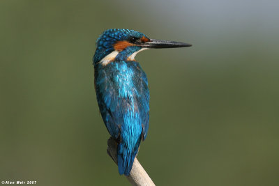 King_fisher  4707  Alcedo atthis