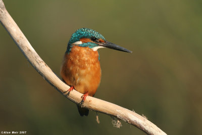 King_fisher  4759  Alcedo atthis