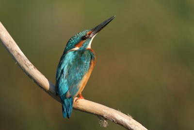 King_fisher  4753  Alcedo atthis